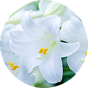 축제 이미지