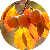 축제 이미지
